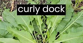 Curly dock aka yellow dock (Rumex crispus). | Merriwether's Foraging Texas