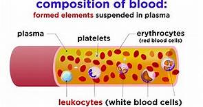 The Composition and Function of Blood