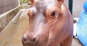Furesa presenta a su hipopótamo bebé