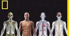 Human Body 101 | National Geographic