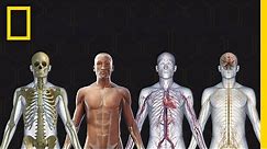 Human Body 101 | National Geographic