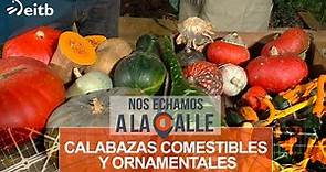 Calabazas comestibles y ornamentales por Iñigo Segurola