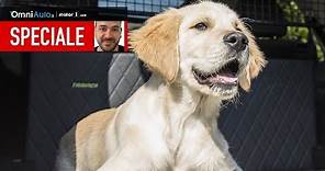 9 cose da sapere per portare un cane in auto