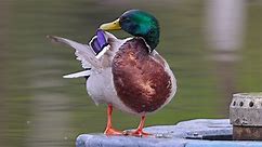 湿地公园里的野鸭：绿头鸭雄鸭在洗浴梳理羽毛