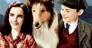 Lassie vuelve a casa o La cadena invisible en español 1943 - A color Pelicula Completa