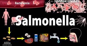 Salmonella Infections - Salmonellosis, Animation