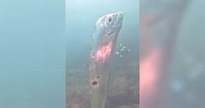 深澳海域見2公尺地震魚 海科館：生活在深海發現活體不易｜20230630 公視晚間新聞