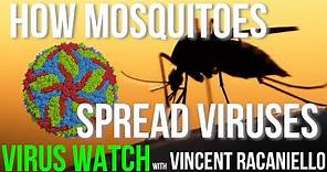 How Mosquitoes Spread Viruses