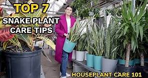 Top 7 Snake Plant Care Tips - Watering, Repotting, Soil, Fertilizing & More - Houseplant Care 101