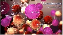 Lymphocytes - Function, Low, High (Causes)