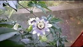 Passion Flowers and the Story Behind the Name