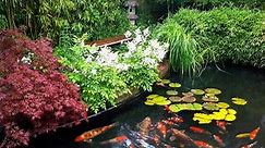 Koi Pond Plants to Add Beauty and Improve Your Pond | LoveToKnow