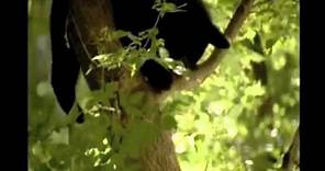 A Bear Named Winnie - Trailer