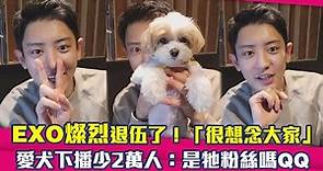 EXO燦烈退伍了！「很想念大家」 愛犬下播少2萬人：是牠粉絲嗎QQ