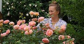 How to fertilize David Austin roses in your garden.