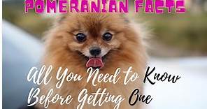 Facts About Pomeranian Dogs 101-All You Need to Know