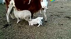 羊羔吃奶时 羊妈妈在吃牛奶