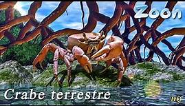 Le Crabe terrestre blanc – the blue land crab