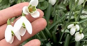 Galanthus nivalis (“Snowdrops”) - FarmerGracy.co.uk
