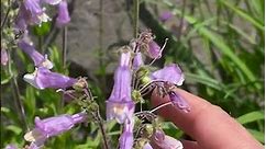 Native Plants: Hairy Beardtongue (Penstemon hirsutus) for a Pollinator Garden