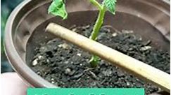 浇水技巧：如何判断花盆土壤是否干燥
