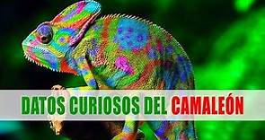 Camaleones (Chamaeleonidae) | Datos curiosos de animales