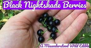 Black Nightshade Berries: A Misunderstood Wild Edible