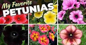 Comparing Petunias Side by Side and New, Exciting Varieties