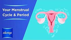Your Menstrual Cycle & Periods in 3 Minutes