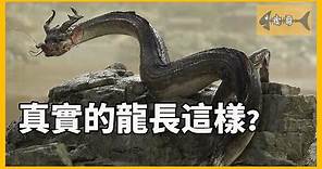 「龍第三部」真實的龍，究竟長什麼樣？從一幅詭異的龍照片說起|Dragon Exists, CC字幕，高清
