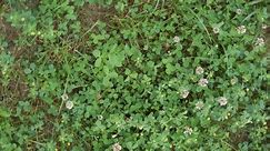 How to Plant a Clover Lawn, and Why You Should Jump on this Trend