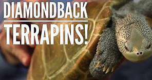 All About Diamondback Terrapins! | Diamondback Terrapin Conservation | Collab with The Turtle Girl