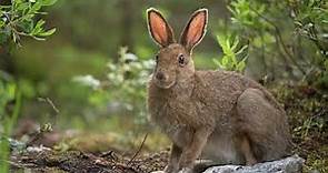 Snowshoe Hare Facts, Snowshoe Hare Appearance & Behavior, Snowshoe Hare Habitat