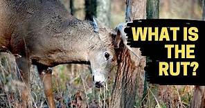 WHAT IS THE RUT? | DEER BEHAVIOR EXPLAINED