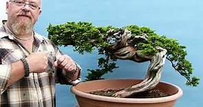 Graham Potter Bonsai - First Pot For Incredible Yamadori Juniper