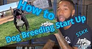How to start dog breeding and what to expect?