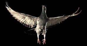 Slow Motion Pigeon Flight | BBC Earth