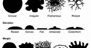 Colony Morphology of Bacteria • Microbe Online