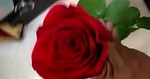 Que significa la rosa roja. El significado de la rosa roja.