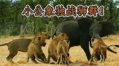 塞伦盖蒂：蕾丝说纪录片 小公象独战狮群！塞伦盖蒂象群的故事！