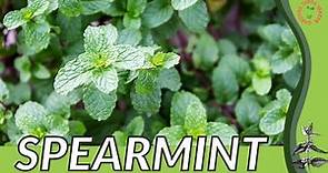 SPEARMINT Growth, Growing and Care Tips! (Mentha spicata)