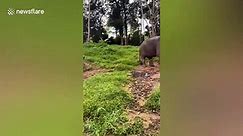 Elephant scratches head on tree while out for morning walk in Thailand