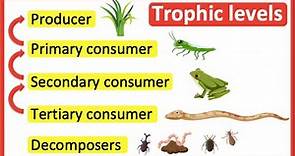 Trophic levels | Producer, primary consumer, secondary consumer, tertiary consumer & decomposers