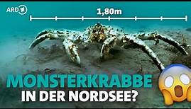 Diese XXL-Krabben fressen alles! | Unsere Meere