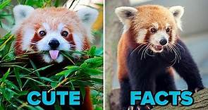 World's CUTEST Animals: The Red Panda | FACTS