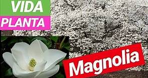 Vida Planta | Magnolia o Magnolio - Cuidados y curiosidades - 🌺