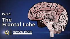 Frontal Lobe - Human Brain Series - Part 5