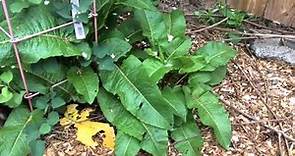 Yellow Dock (Rumex crispus) - Weed or Useful Plant?