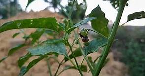 BLACK NIGHTSHADE: The Truth About (Solanum Nigrum, Makoi) / Medicinal Plants / The Rural Life