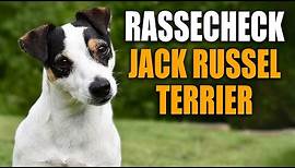 Jack Russell Terrier , Parson Russell Terrier Rassecheck - Rasseportrait, Rassebeschreibung